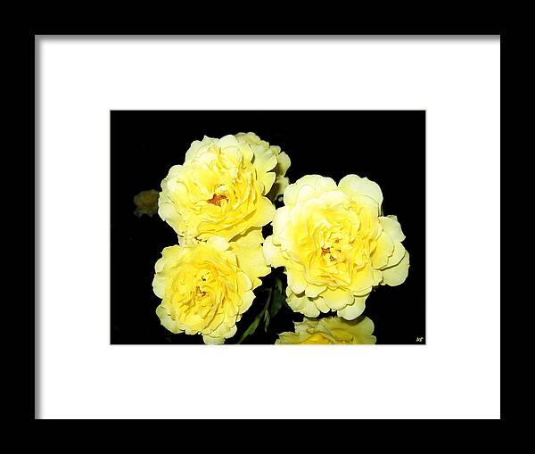 Roses Framed Print featuring the photograph Roses 11 by Will Borden