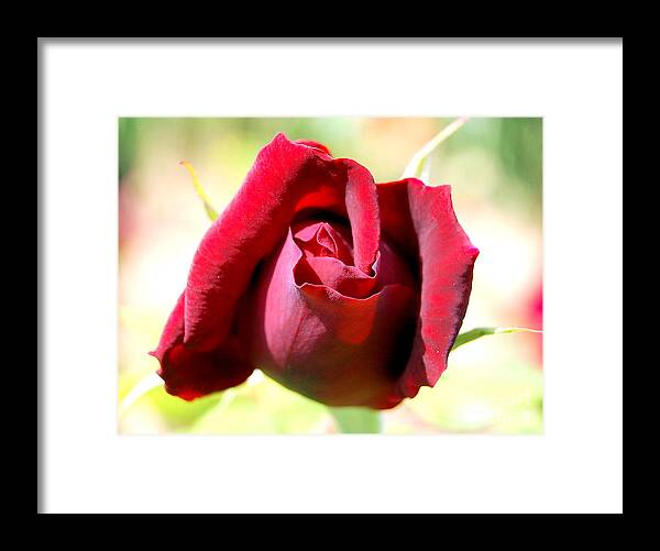 Rosebud Framed Print featuring the photograph Roses are red... by Mia Alexander