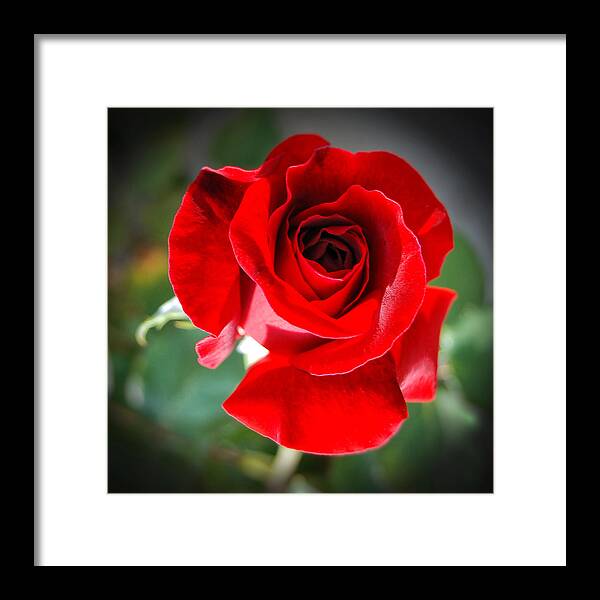 Rose Framed Print featuring the photograph Roses are Red by Sandra Selle Rodriguez