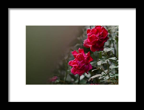 Rose Framed Print featuring the photograph Roses by Charuhas Images