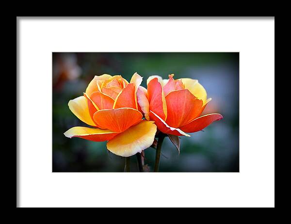 Garden Framed Print featuring the photograph Two Roses by Emerita Wheeling