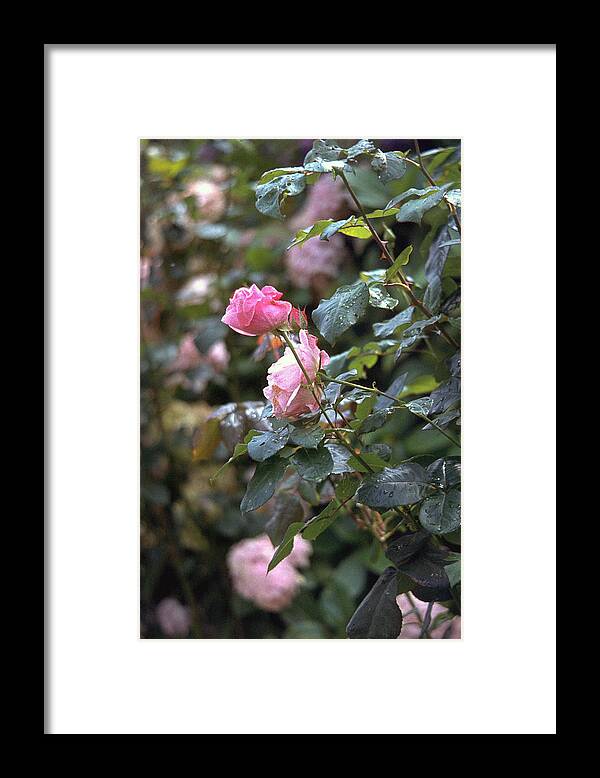 Roses Framed Print featuring the photograph Roses by Flavia Westerwelle