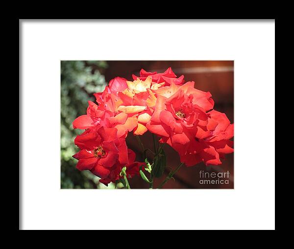  Framed Print featuring the photograph Roses for you by Vesna Martinjak