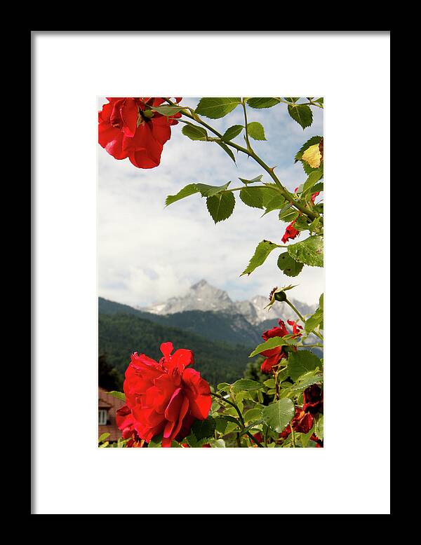 Garmischpartenkirchen Framed Print featuring the photograph Roses of the Zugspitze by KG Thienemann