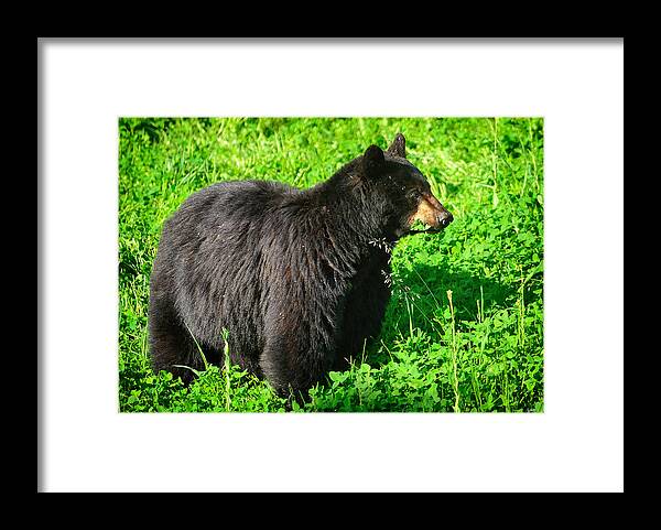 Rosie Framed Print featuring the photograph Rosie by Greg Norrell
