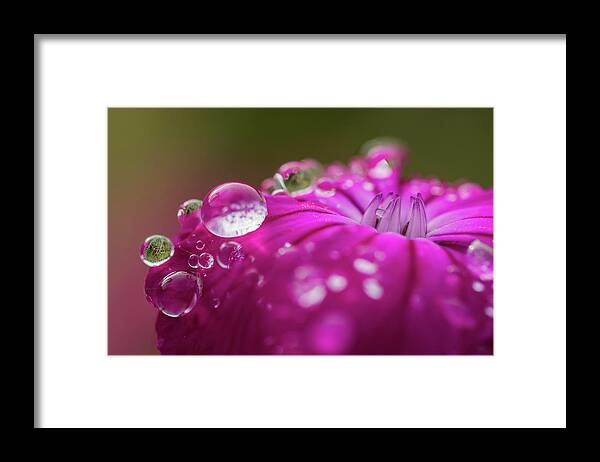 Astoria Framed Print featuring the photograph Rosy Campion by Robert Potts