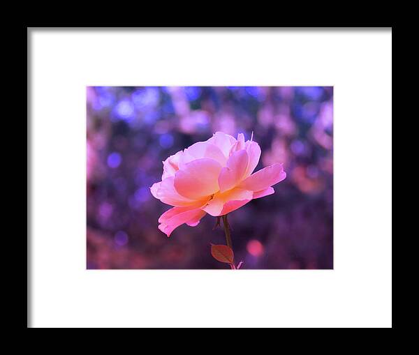 Rosy Glow Framed Print featuring the photograph Rosy Glow Pink Rose - Floral Photography from the Garden by Brooks Garten Hauschild