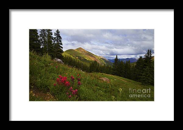 Rocky Mountains Framed Print featuring the photograph Rosy Paintbrushes by Barbara Schultheis
