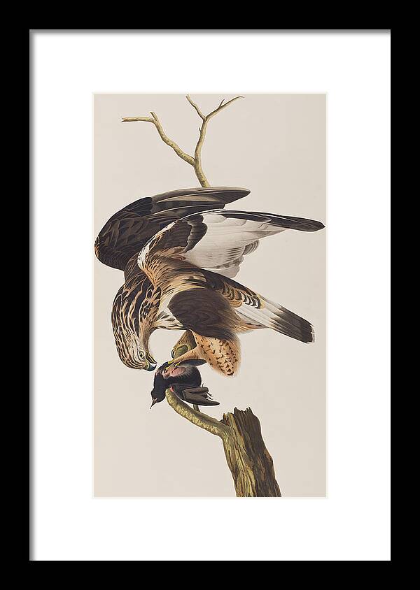 Prey Framed Print featuring the painting Rough Legged Falcon by John James Audubon