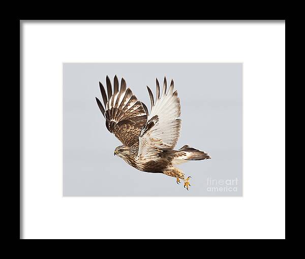 Bird Framed Print featuring the photograph Rough Legged Hawk Hunting by Dennis Hammer