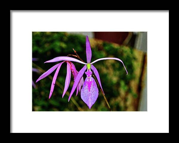 Orchid Framed Print featuring the photograph Rough Stemmed Encyclia - encyclia adenocaula 001 by George Bostian