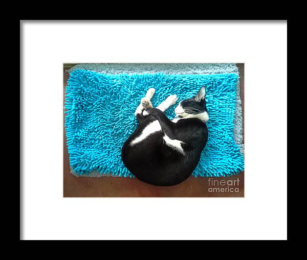 Cat Framed Print featuring the photograph Round Of A Cat by Sukalya Chearanantana