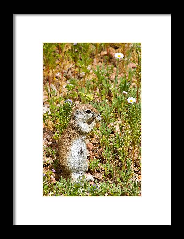 Photography Framed Print featuring the photograph Round-Tailed Ground Squirrel by Sean Griffin