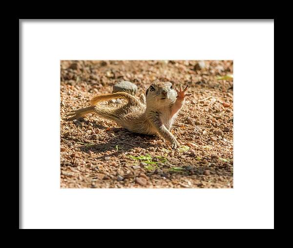 Round-tailed Framed Print featuring the photograph Round-tailed Ground Squirrel Stretch by Tam Ryan