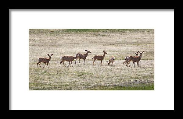 Deer Framed Print featuring the photograph Row of Deer by Natalie Rotman Cote