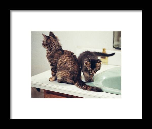Kittens Framed Print featuring the photograph Rowdy and Folsom sink and cologne by Sandra Dalton