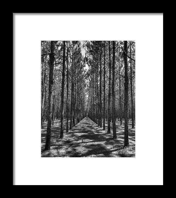 Pines Framed Print featuring the photograph Rows of Pines Vertical by Gulf Coast Aerials -
