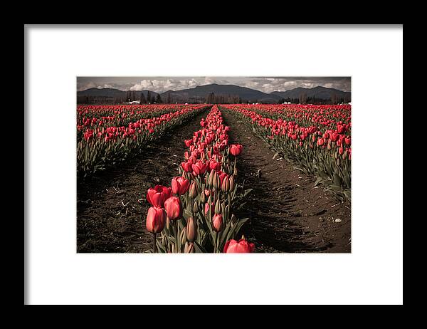 Nature Framed Print featuring the photograph Rows of Red by Judy Wright Lott