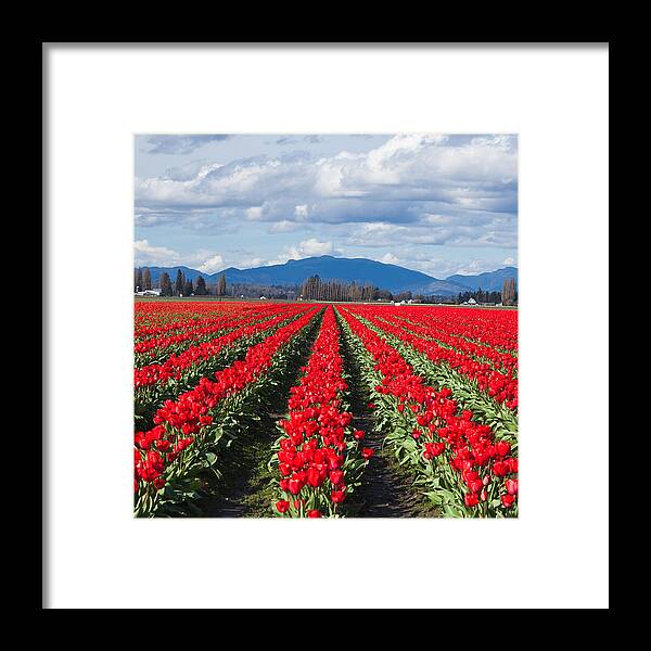 Nature Framed Print featuring the photograph Rows of Red Tulips by Judy Wright Lott