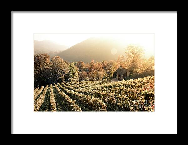 Autumn Framed Print featuring the photograph Rows of vine in a vineyard in ticino, switzerland at sunset by Amanda Mohler