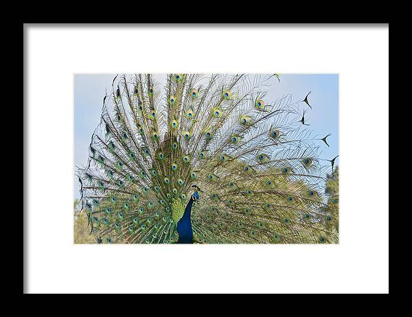 Peacock Framed Print featuring the photograph Royal Fowl 21 by Fraida Gutovich