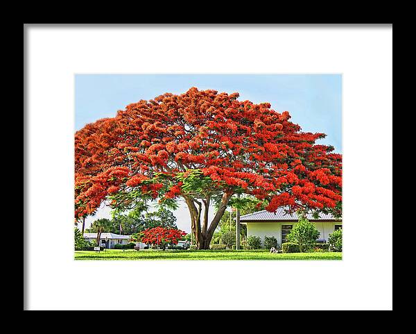 Poinciana Framed Print featuring the photograph Royal Poinciana Tree by HH Photography of Florida