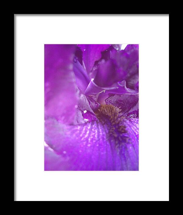 Prizewinner Photography Framed Print featuring the photograph Royal Purple Rain by Carol Komassa
