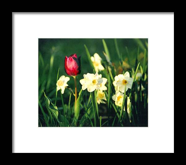 Tulips Framed Print featuring the photograph Royal Spring by Steve Karol
