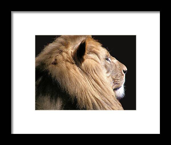 Lion Framed Print featuring the photograph Royalty by Scott Hovind