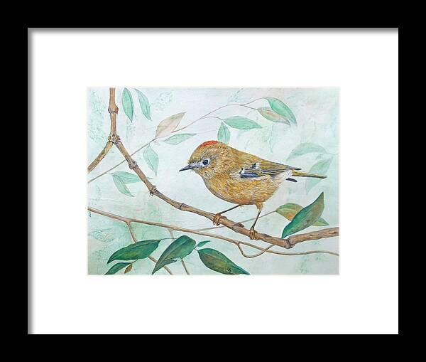 Kinglet Framed Print featuring the painting Ruby-crowned Kinglet by Sandy Clift