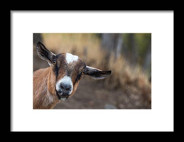 Goat Framed Print featuring the photograph Ruby the Goat by Everet Regal