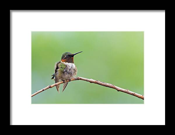 Hummingbirds Framed Print featuring the photograph Ruby-throated Hummingbird #2 by Jim Zablotny