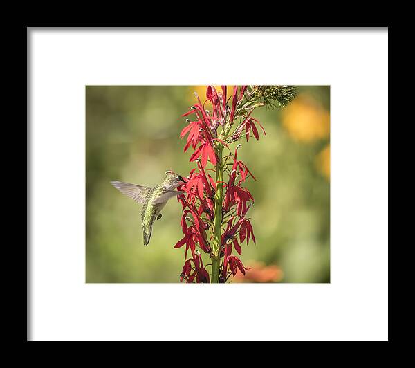 Ruby Throated Hummingbird Framed Print featuring the photograph Ruby Throated Hummingbird 7-2015 by Thomas Young