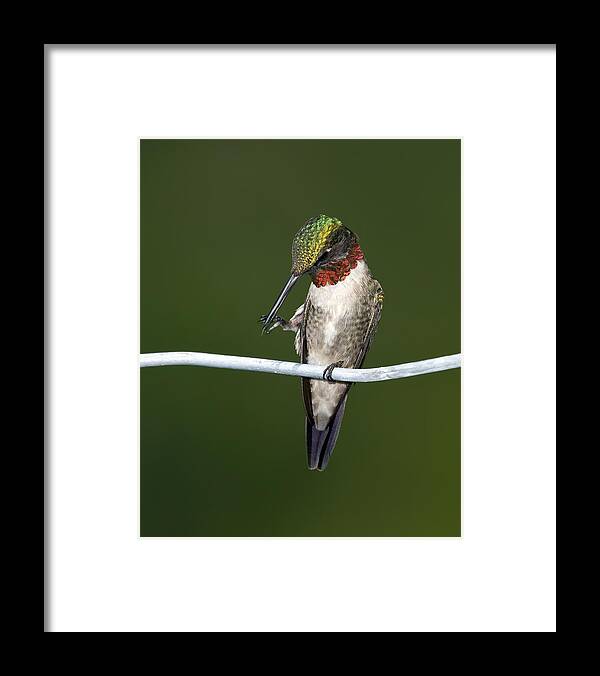 Ruby-throated Hummingbird Framed Print featuring the photograph Ruby-throated Hummingbird by Al Mueller