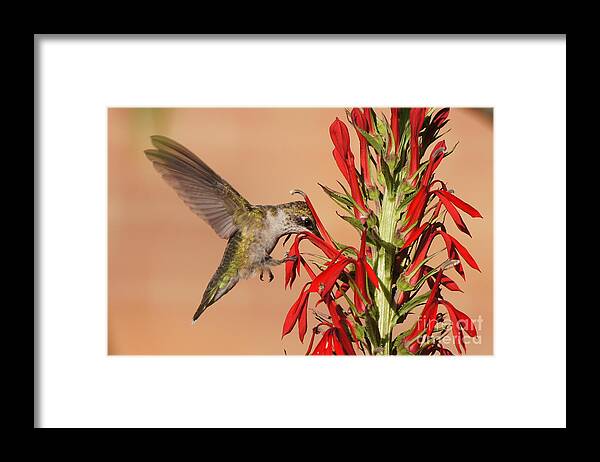20150720-15568_v1-hbird Framed Print featuring the photograph Ruby-Throated Hummingbird Dining on Cardinal Flower by Robert E Alter Reflections of Infinity