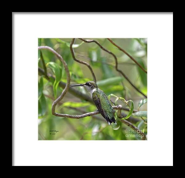 Hummingbirds Framed Print featuring the photograph Ruby-Throated Hummingbird - Female by DB Hayes