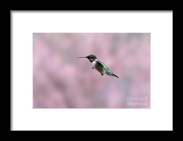 Green And Red Framed Print featuring the photograph Ruby-throated Hummingbird flying by by Dan Friend