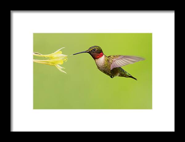 Ruby Framed Print featuring the photograph Ruby-Throated Hummingbird by Mircea Costina Photography