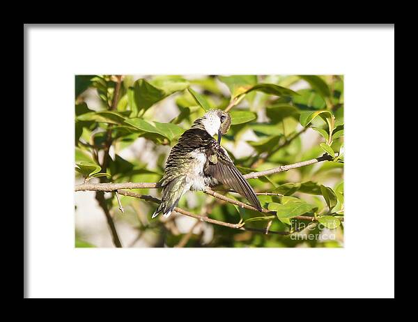 20150722-15639_v1-hbirdpreening Framed Print featuring the photograph Ruby-throated Hummingbird Preening 1 by Robert E Alter Reflections of Infinity