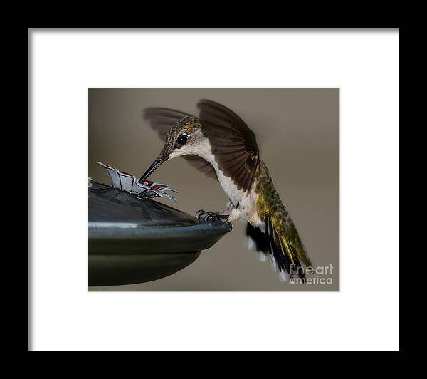 Birds Framed Print featuring the photograph Ruby - Throated Hummingbird by Steve Brown