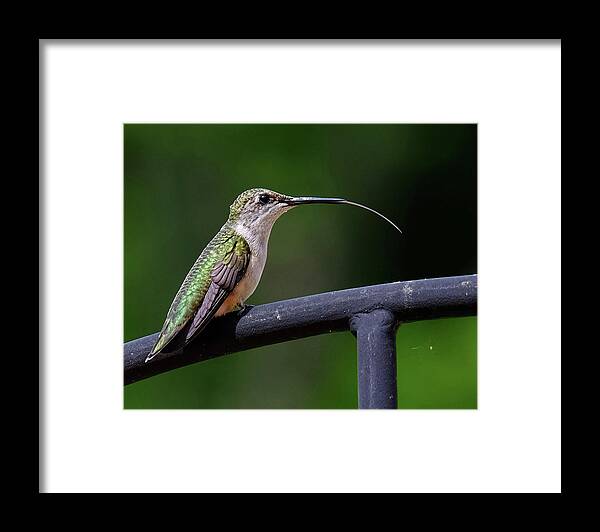 Ruby-throated Hummingbird Framed Print featuring the photograph Ruby-throated Hummingbird tongue by Ronda Ryan