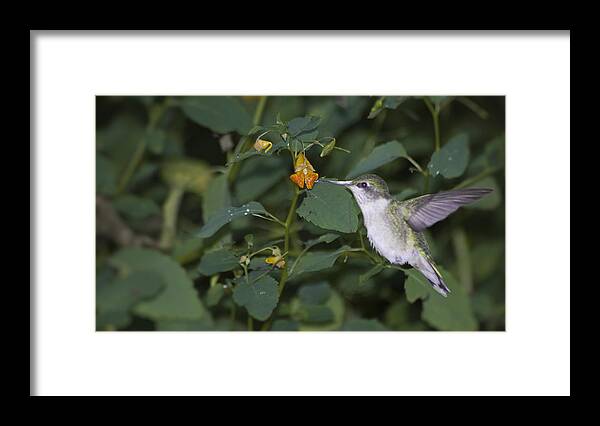 Rubythroated Hummingbird Framed Print featuring the photograph Rubythroated Hummingbird and Jewel weed by Wade Clark