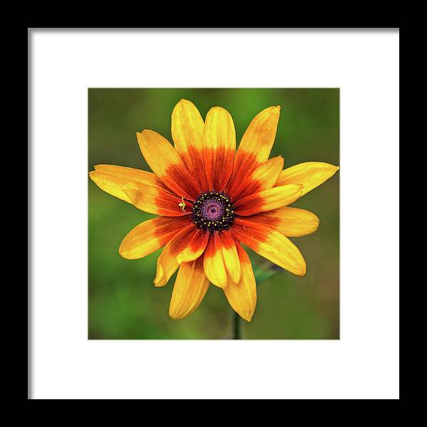 Flower Framed Print featuring the photograph Rudbeckia by Mike Mcquade