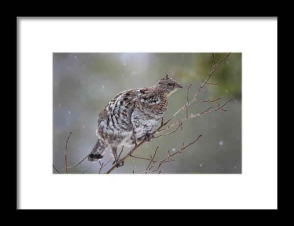 Mark Miller Photos Framed Print featuring the photograph Ruffed Grouse in Winter Snow by Mark Miller
