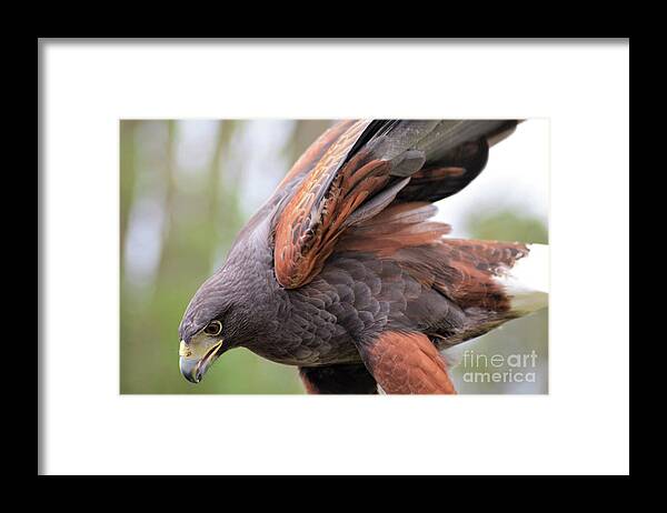 Harris's Hawk Framed Print featuring the photograph Ruffled Feathers by Kathy Kelly