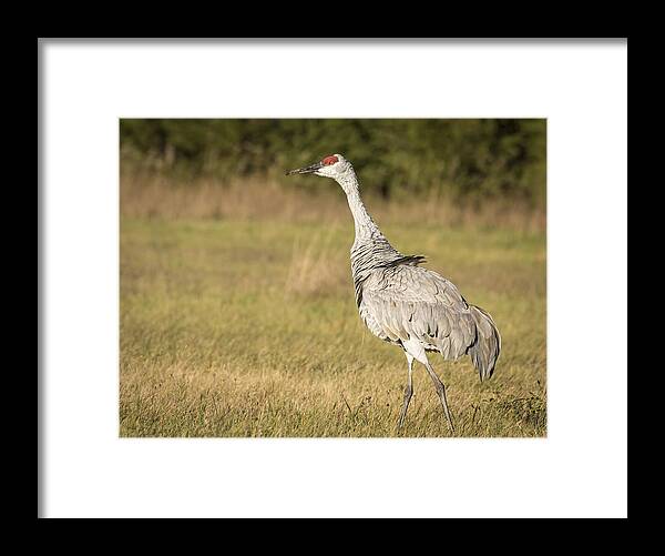 Sandhill Crane Framed Print featuring the photograph Ruffled Feathers by Thomas Young