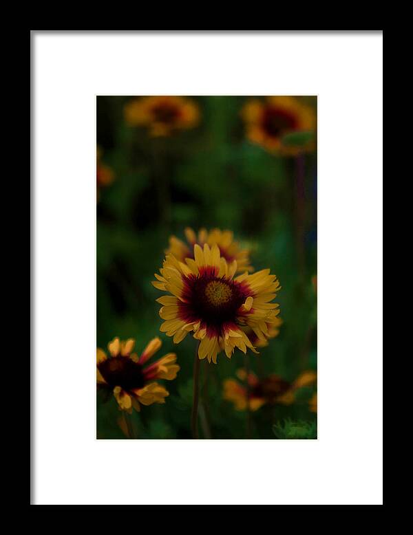 Yellow Framed Print featuring the photograph Ruffled Up by Cherie Duran