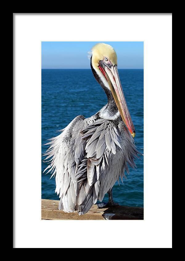Blue Framed Print featuring the photograph Ruffles Photograph by Kimberly Walker