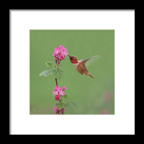 Hummingbird Framed Print featuring the photograph Rufous Hummingbird Enjoying Sweet Nectar by Angie Vogel