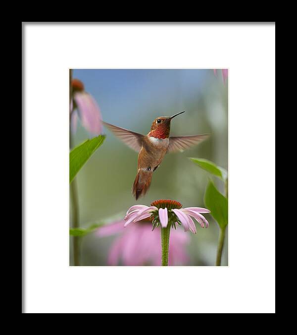 00486968 Framed Print featuring the photograph Rufous Hummingbird Male Feeding by Tim Fitzharris